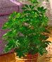 Green Plants