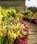 Flowering Plants