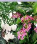 Plant Plans