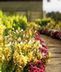 Flowering Plants