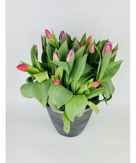 Outdoor Mum Planter