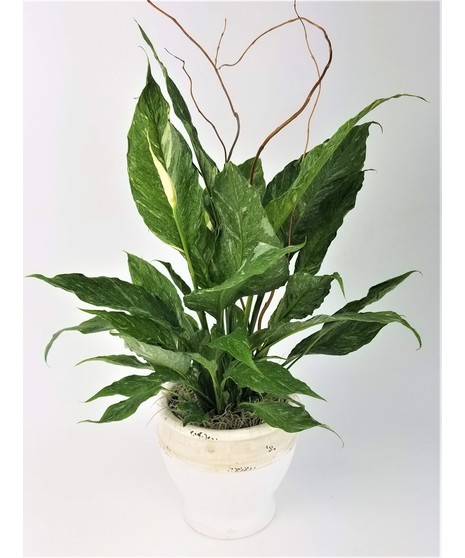 Classic Peace Lily