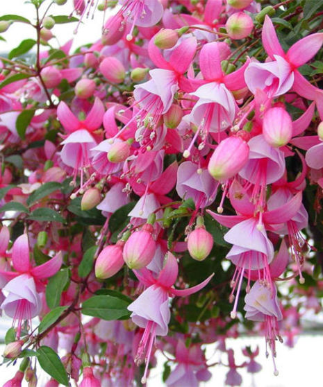 Fuchsia Hanging Basket
