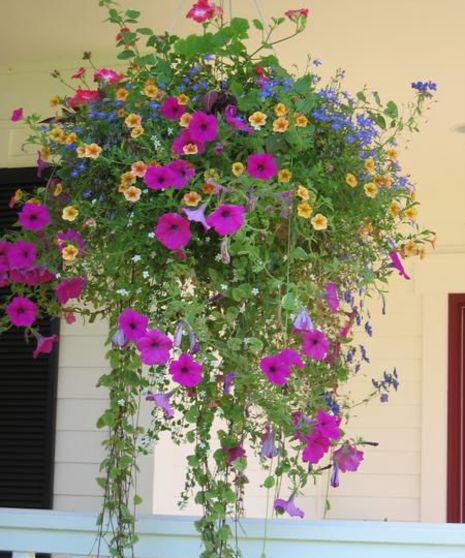 Mixed Sun Basket