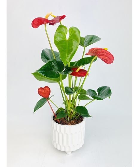 Classic Anthurium Plant