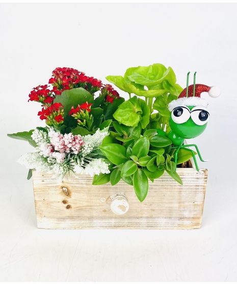 A white-washed wooden drawer with mixed green plants and a colorful flowering plant is the perfect place for your desk buddy to hang out.  