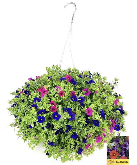 Mixed potted plants that enjoy being in the sun.
