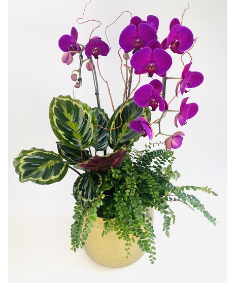 Radiant Orchids