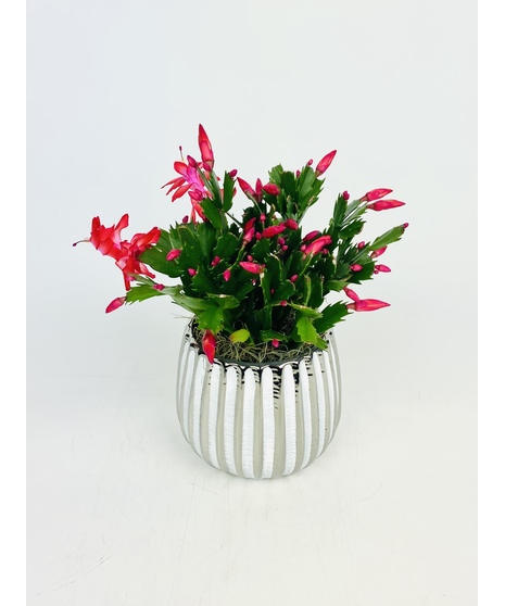Classic Christmas Cactus