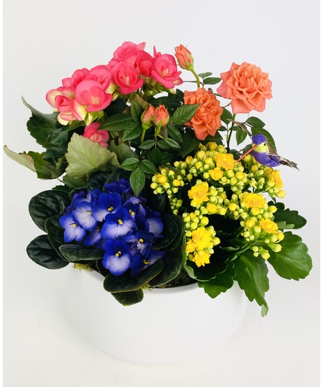 Flowering Plants
