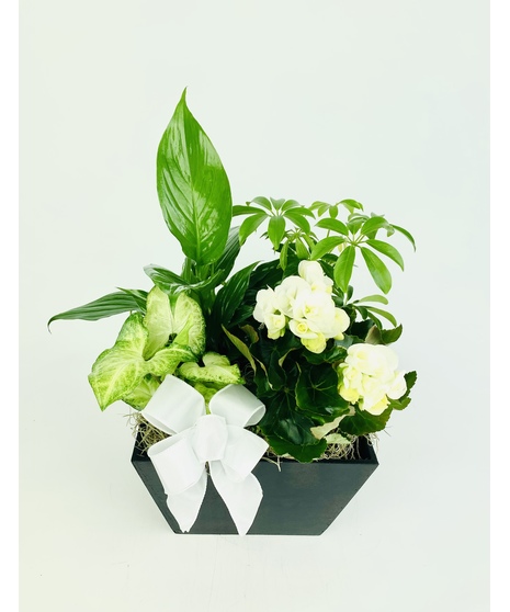 Our Cherished Memories Garden offers a classic black wooden planter overflowing with beautiful white blooming and green plants. 