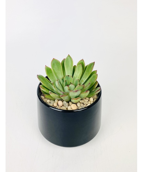 A contemporary bowl filled with a variety of succulents.