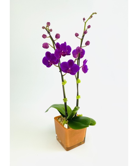 A Phalaenopsis Orchid, in a vivid glass cube, accented with moss and rocks. 