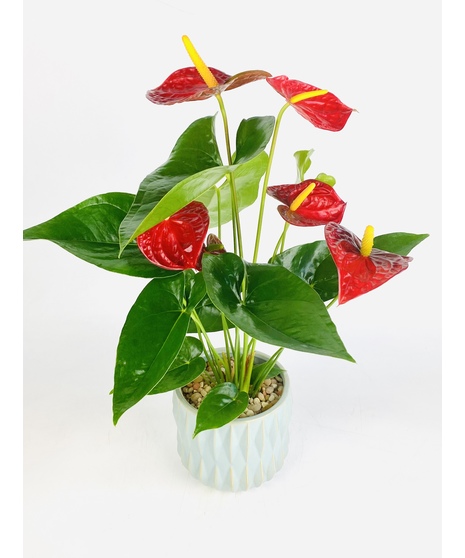 This modern Anthurium Plant is nestled in your choice of ceramic pot. It's a perfect gift as a house warming, just because or any occasion!