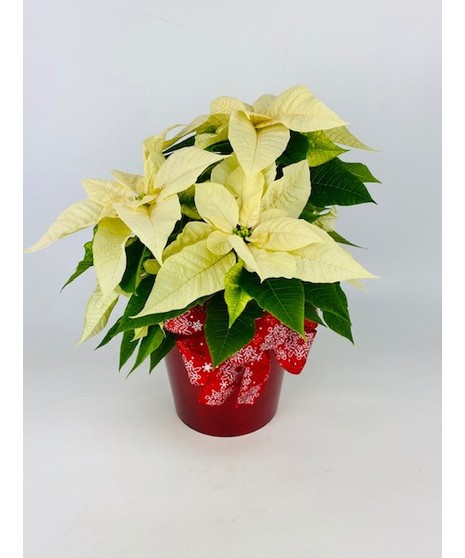 A holiday traditions, our 6