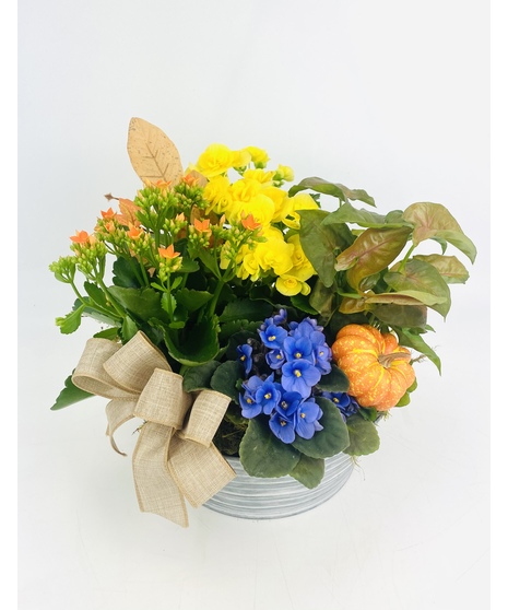 This brightly colored garden is a burst of Fall colors!  These cheerful flowers are seated in a seasonal tin planter. 