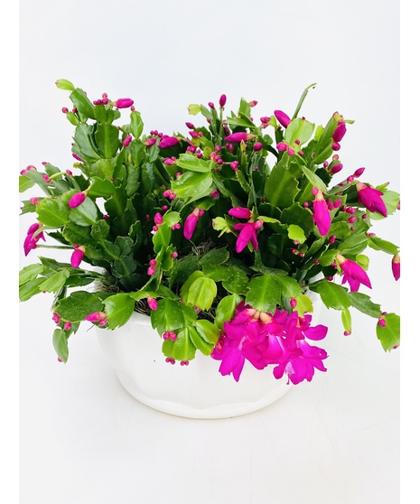 Classic Christmas Cactus
