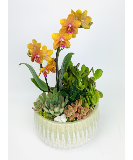 Stardance Succulents