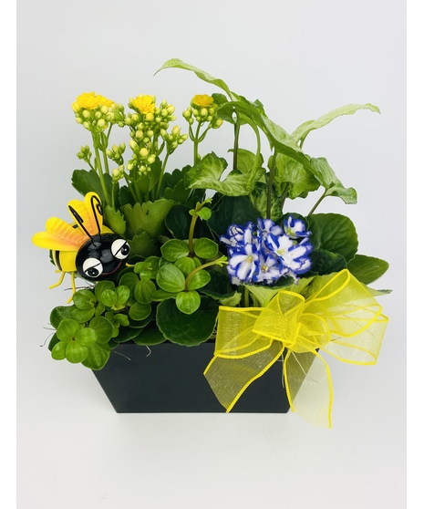 This black melamine dish garden features bright blooming Kalanchoe and a charming keepsake metal bee.  It's sure to bring a spot of joy to anyone's day. 