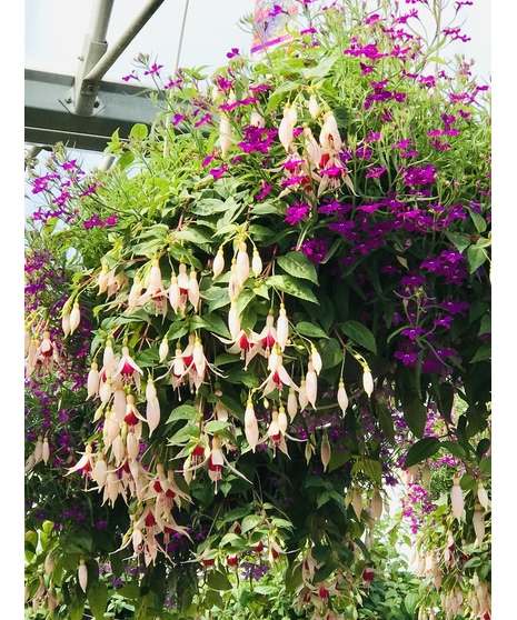 Mixed Fuchsia Hanging Basket