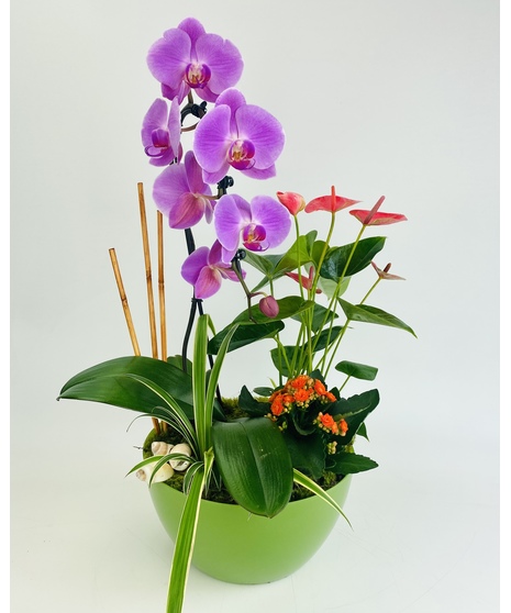 Tropical Bliss Orchid