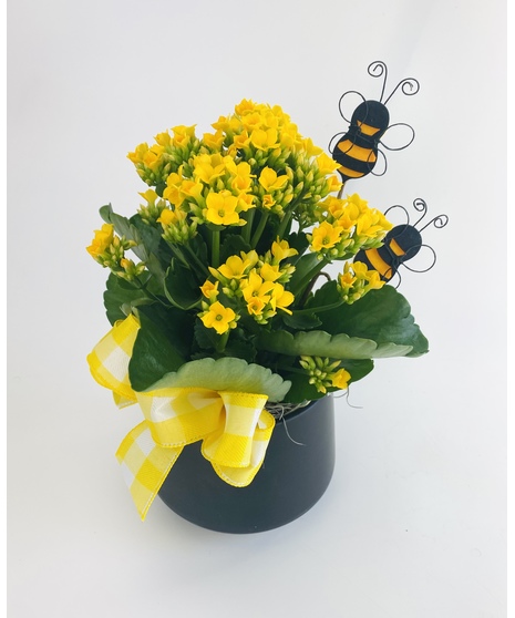 Busy Bee Garden