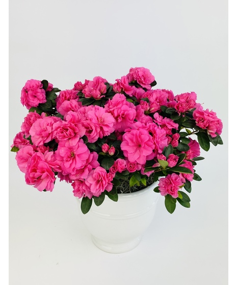 Classic Azalea