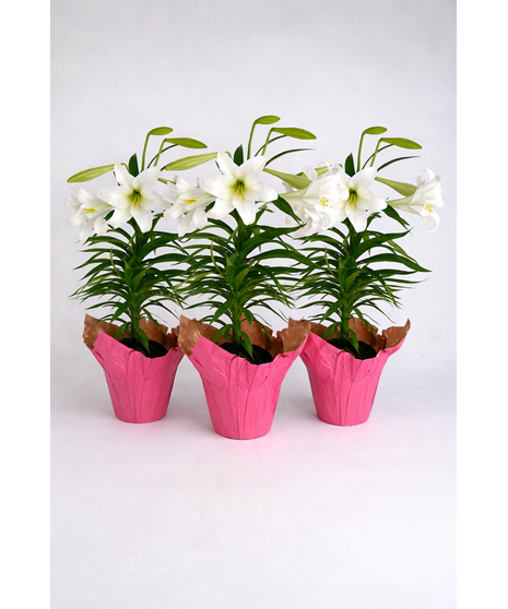 Sweet Easter Lily Basket