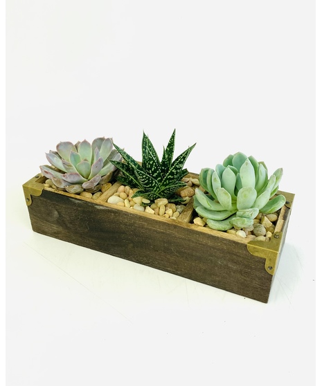 Succulent Trio