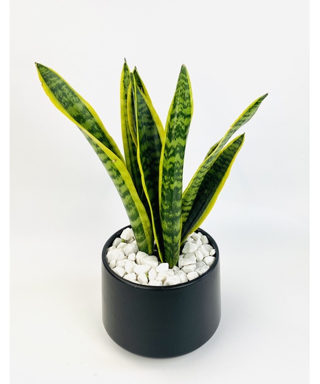 This modern green Snake Plant is nestled in your choice of ceramic pot. It's a perfect gift as a house warming, just because or any occasion!