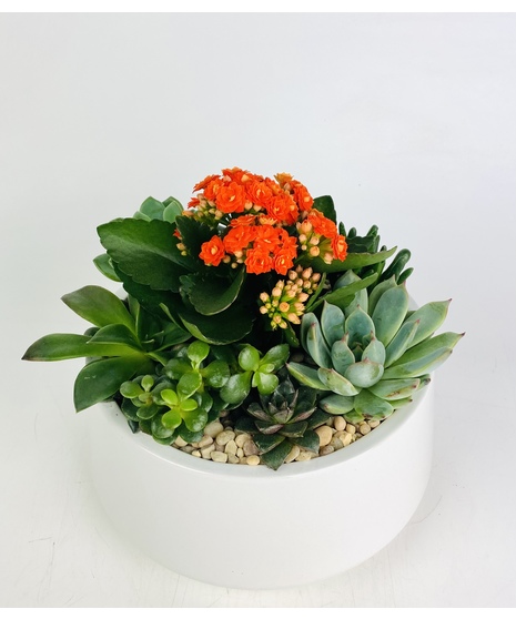 Splash of Color