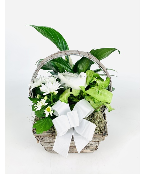 An assortment of easy care plants nested in a grapevine woven basket with a complimentary Dove.