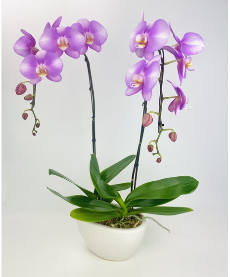 A Phalaenopsis orchid perfectly sized for a side table or desk in a modern container. Orchid color may vary and is designer's choice.