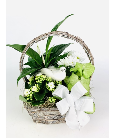 An assortment of easy care plants nested in a grapevine woven basket with a complimentary Dove.