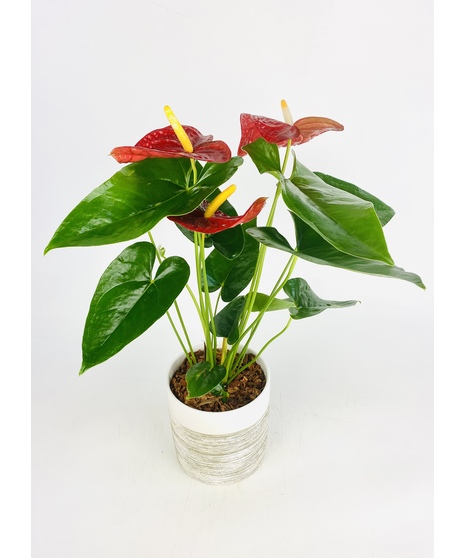 This modern Anthurium Plant is nestled in your choice of ceramic pot. It's a perfect gift as a house warming, just because or any occasion!