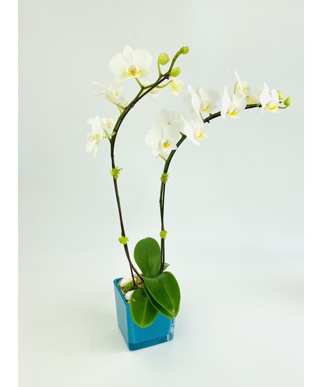 A Phalaenopsis Orchid, in a vivid glass cube, accented with moss and rocks. 