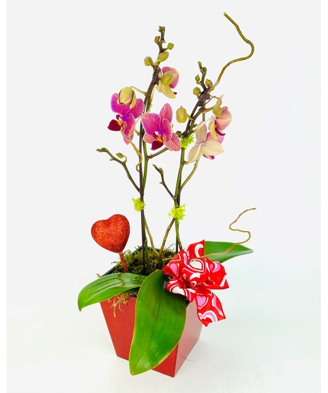 Orchid Chic