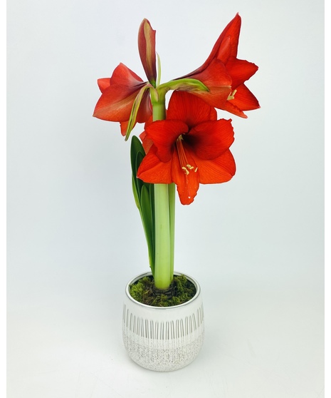 Classic Amaryllis