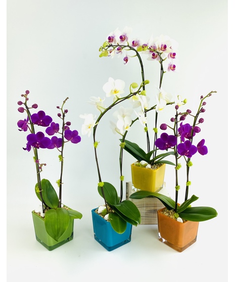 Vivid Orchid