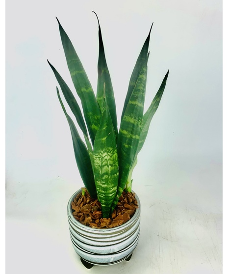 This modern green Snake Plant is nestled in your choice of ceramic pot. It's a perfect gift as a house warming, just because or any occasion!