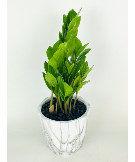 This simple green ZZ plant is nestled in a classic cubed pot. They require little light and water once a month! ZZ plants are quite simple to add a classic look to any space.