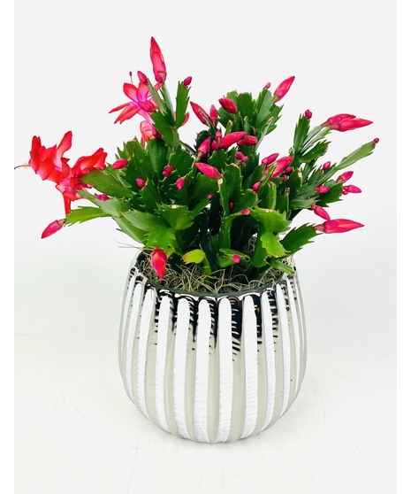 A holiday classic! This beautiful Zygocactus, also known as a Christmas cactus, bears beautiful blooms, matching the colors of the season. 