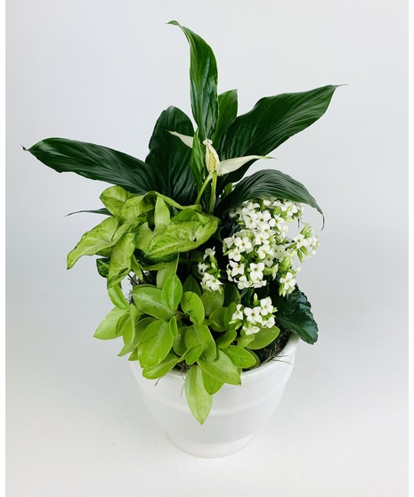 Classic Dish Garden