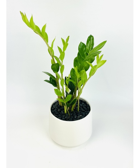 This simple green ZZ plant is nestled in a classic cubed pot. They require little light and water once a month! ZZ plants are quite simple to add a classic look to any space.