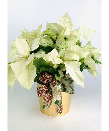 White Holiday Poinsettia