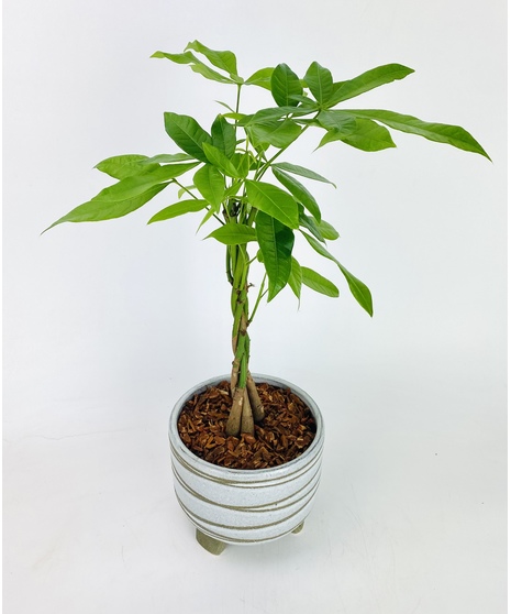 The Money Tree is said to bring prosperity and positive energy to any space. So give it to a loved one who is ready for some good luck!
