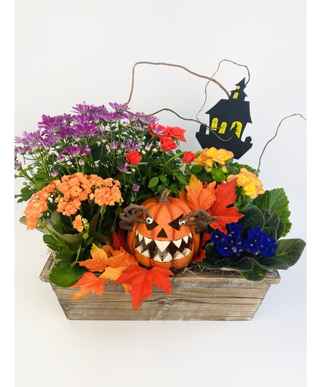 A wooden planter box with a bright mix of Halloween colored plants and accented with a light up keepsake Jack-o’-lantern.