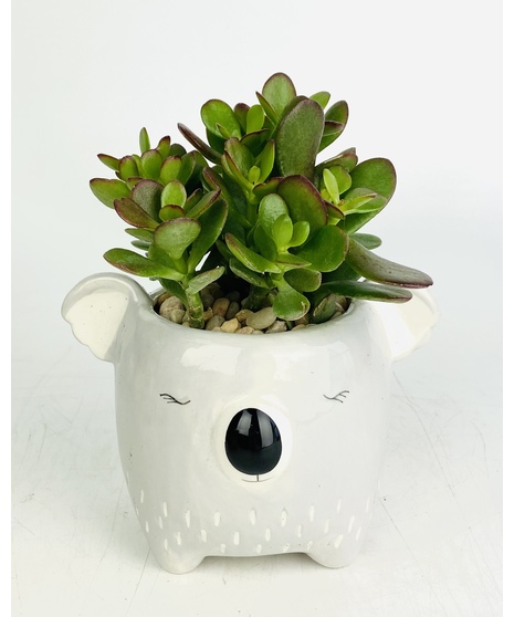 These adorable woodland friend succulent gardens are a unique gift that will surely put a smile on anyone's face!