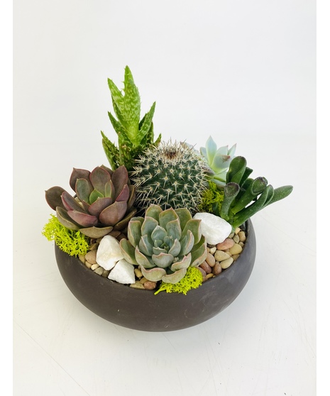 A contemporary circle filled with succulents; perfect for a desk or a centerpiece.  Succulents may vary based on availability.