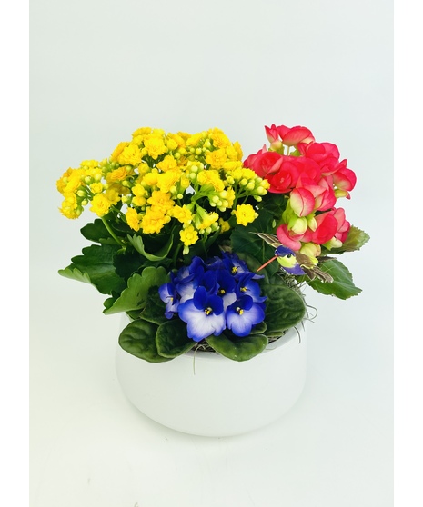 Brilliant colored blooming indoor plants accented with a beautiful Hummingbird pick in a classic white ceramic planter.   